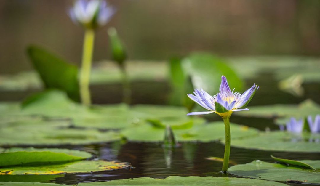 The Importance of Self-Care for Women