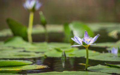 The Importance of Self-Care for Women